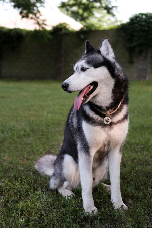 Chó husky, husky dog, chó, dog, thú cưng, pet, vật nuôi, domestic animal, động vật, animal, dễ thương, cute, lông, fur - Alin Luna