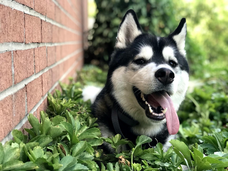 Alaska, alaskan malamute, chó, dog, thú cưng, pet, vật nuôi, domestic animal, động vật, animal, lông, fur, bụi cây, bush, thè lưỡi, tongue out - Allyson Skraba