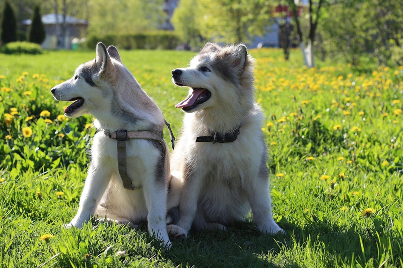 Husky, chó, dog, thú cưng, pet, vật nuôi, domestic animal, động vật, animal, lông, fur, thè lưỡi, tongue out, hồ bơi, cỏ, grass, hoa, flower, thiên nhiên, nature - Andrew Kota