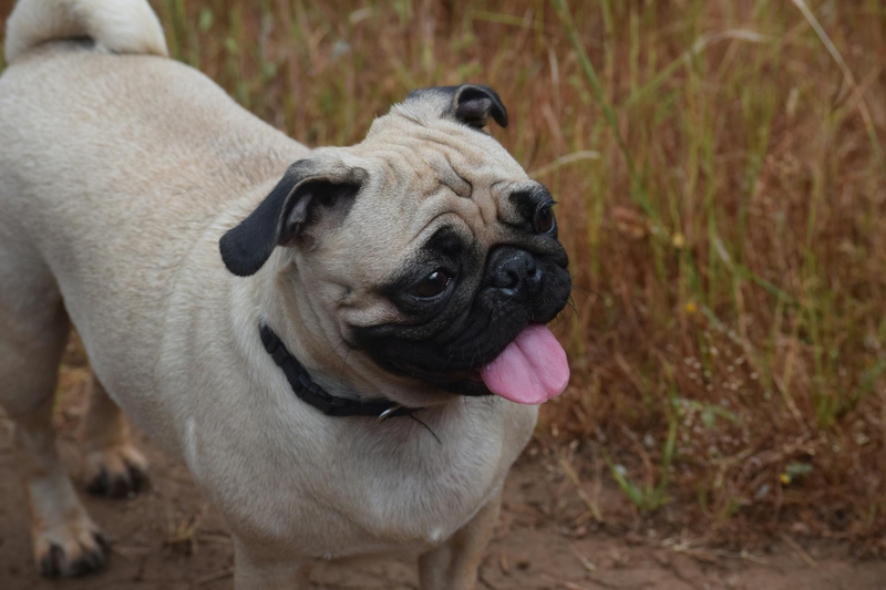 Chó pug, pug dog, chó, dog, thú cưng, pet, vật nuôi, domestic animal, động vật, animal, dễ thương, cute, lông, fur, cỏ, grass - Aniket Dhakate