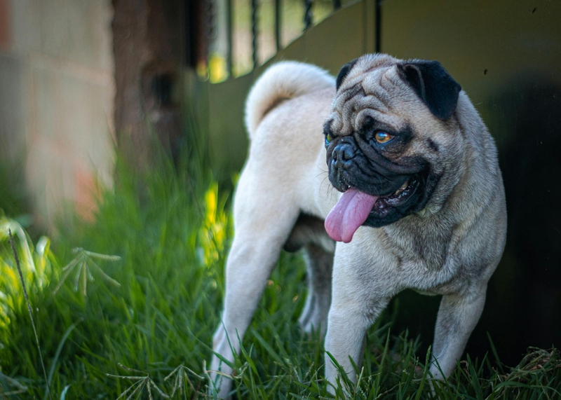 Chó pug, pug dog, chó, dog, thú cưng, pet, vật nuôi, domestic animal, động vật, animal, dễ thương, cute, lông, fur, cỏ, grass - Armando Aaron Donato guerrero