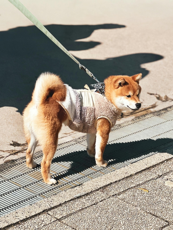 Shiba inu, shiba, chó, dog, thú cưng, pet, vật nuôi, domestic animal, động vật, animal, dễ thương, cute - Boris Dahm