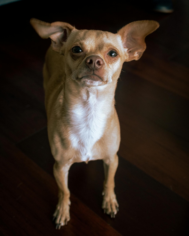 Chó chihuahua, chihuahua dog, chó, dog, thú cưng, pet, vật nuôi, domestic animal, động vật, animal, dễ thương, cute, lông, fur - Jorge Zaldívar Marroquín