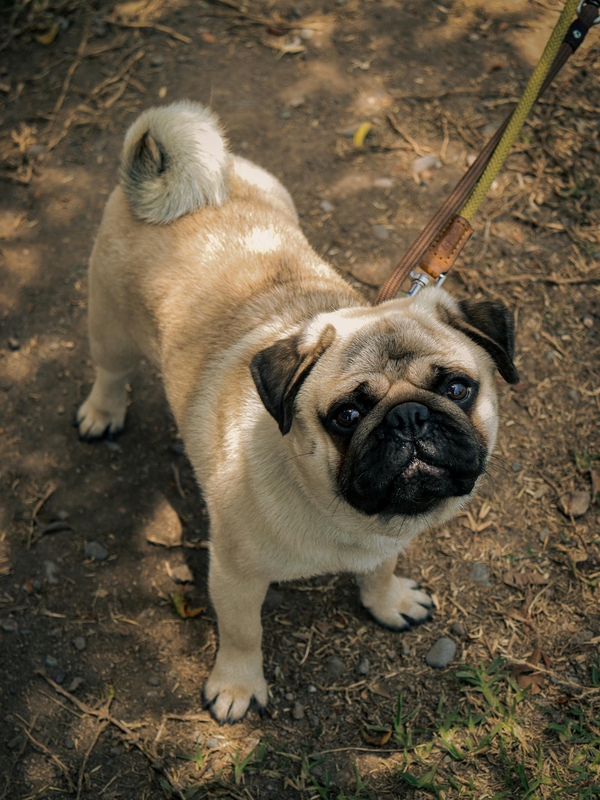Chó pug, pug dog, chó, dog, thú cưng, pet, vật nuôi, domestic animal, động vật, animal, dễ thương, cute, lông, fur - Jorge Zaldívar Marroquín