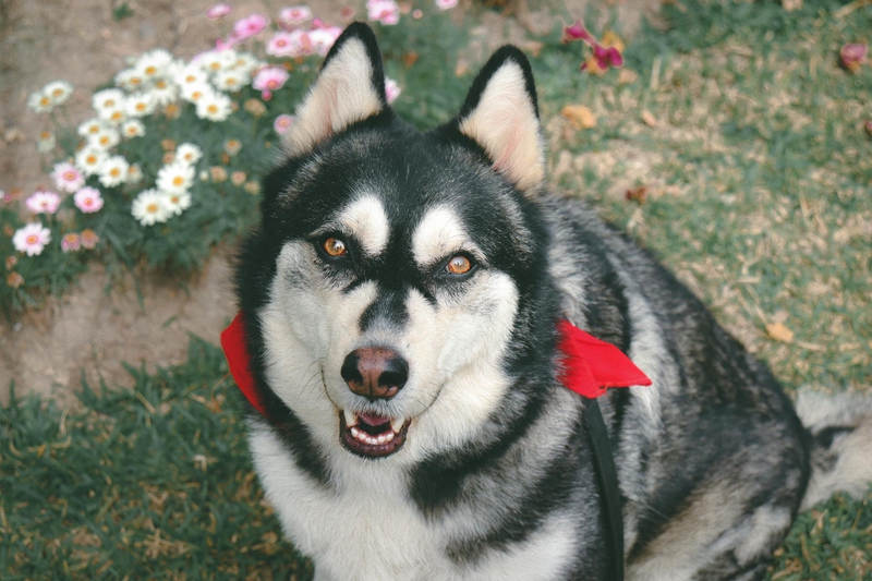 Alaska, alaskan malamute, chó, dog, thú cưng, pet, vật nuôi, domestic animal, động vật, animal, lông, fur, cỏ, grass, hoa, flower - Jorge Zaldívar Marroquín