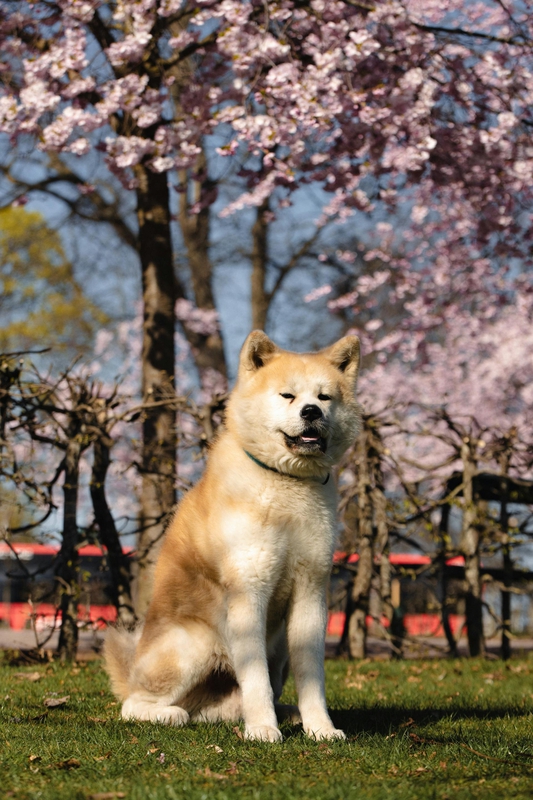 Akita inu, akita, chó, dog, thú cưng, pet, vật nuôi, domestic animal, động vật, animal, lông, fur, hoa anh đào, cherry blossom - Efrem Efre