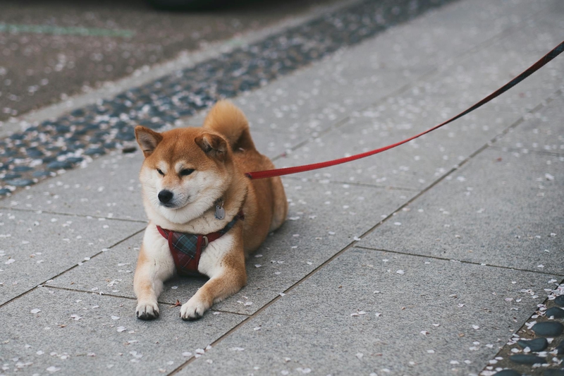 Shiba inu, shiba, chó, dog, cún con, puppy, lông, fur, dễ thương, cute, thú cưng, pet, vật nuôi, domestic animal, động vật, animal - Evgeny Tchebotarev