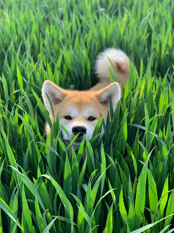 Akita inu, akita, chó, dog, thú cưng, pet, vật nuôi, domestic animal, động vật, animal, dễ thương, cute, cỏ, grass - frechundfrei