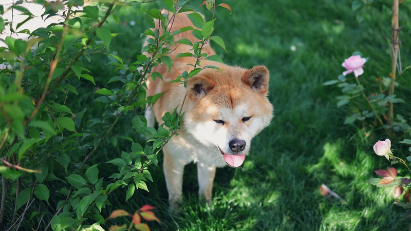 Akita inu, akita, chó, dog, thú cưng, pet, vật nuôi, domestic animal, động vật, animal, lông, fur, hoa hồng, rose, thiên nhiên, nature - Gaffey An