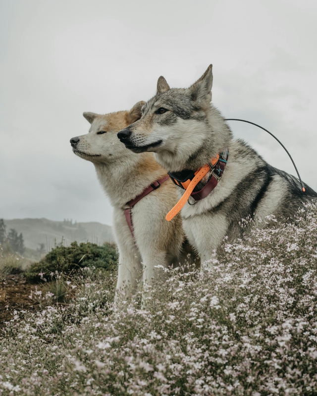 Akita inu, akita, chó sói, wolf dog, chó, dog, thú cưng, pet, vật nuôi, domestic animal, động vật, animal, lông, fur, hoa, flowers - Dmitriy Ganin