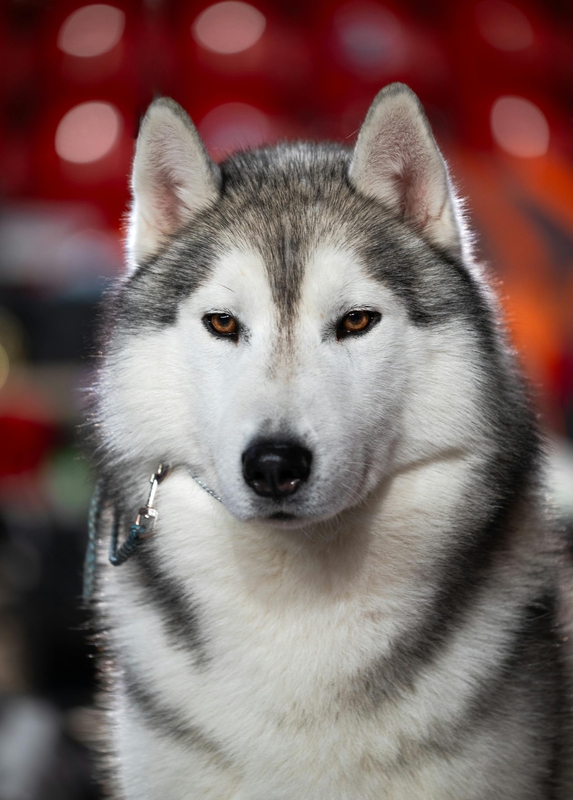 Husky, chó, dog, thú cưng, pet, vật nuôi, domestic animal, động vật, animal, lông, fur, xích, chain - Genadi Yakovlev