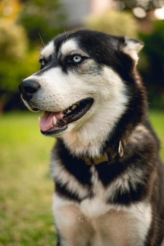 Chó husky, husky dog, chó, dog, thú cưng, pet, vật nuôi, domestic animal, động vật, animal, dễ thương, cute, lông, fur - Ivan Garfias 3