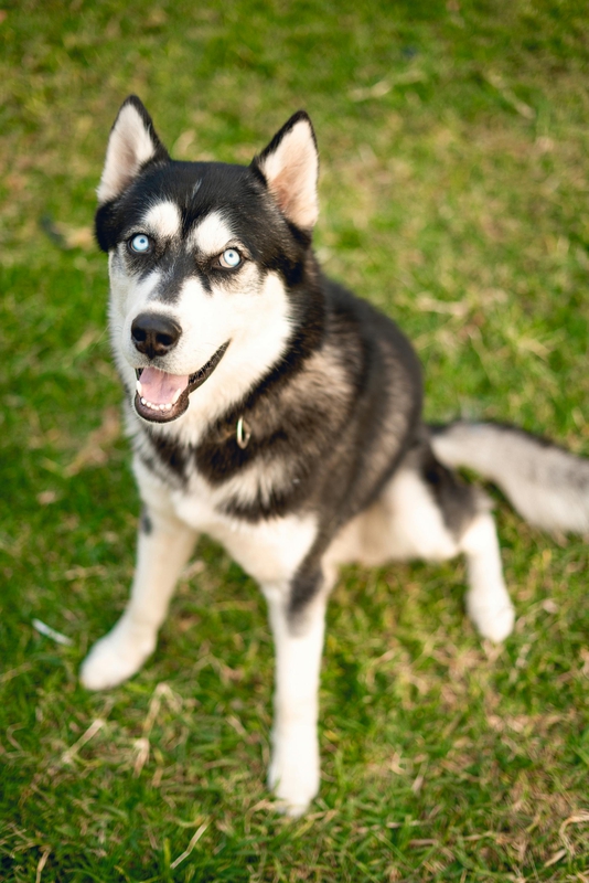 Chó husky, husky dog, chó, dog, thú cưng, pet, vật nuôi, domestic animal, động vật, animal, dễ thương, cute, lông, fur - Ivan Garfias 1