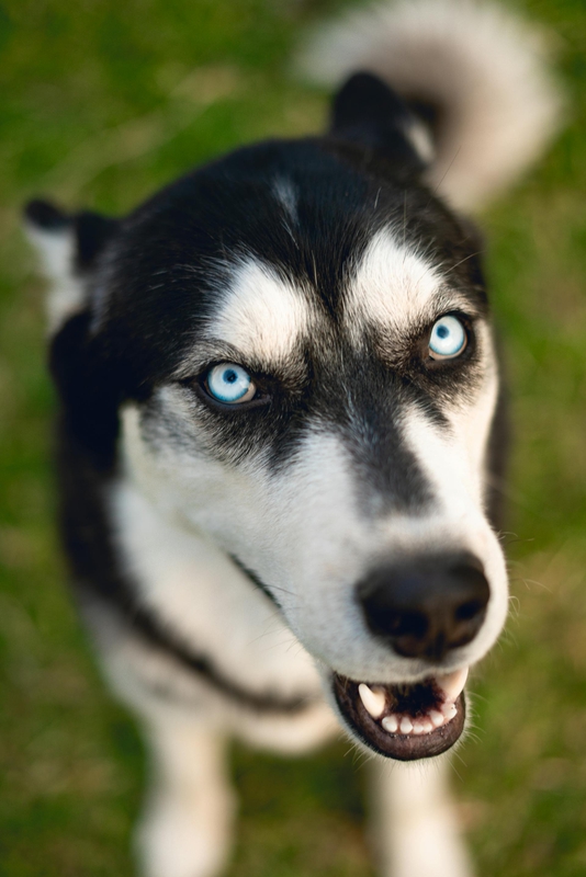 Chó husky, husky dog, chó, dog, thú cưng, pet, vật nuôi, domestic animal, động vật, animal, dễ thương, cute, lông, fur - Ivan Garfias 2
