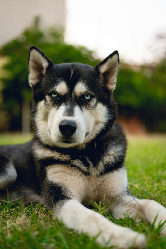 Chó husky, husky dog, chó, dog, thú cưng, pet, vật nuôi, domestic animal, động vật, animal, dễ thương, cute, lông, fur - Ivan Garfias