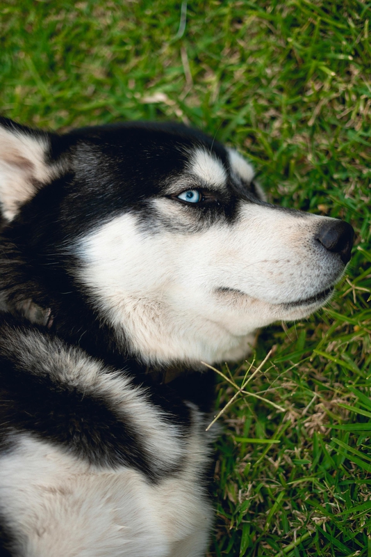 Husky, chó, dog, thú cưng, pet, vật nuôi, domestic animal, động vật, animal, lông, fur, cỏ, grass - Ivan Garfias