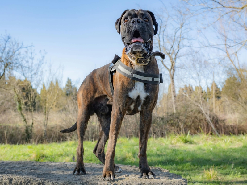 Chó boxer, boxer dog, chó, dog, thú cưng, pet, vật nuôi, domestic animal, động vật, animal, dễ thương, cute, lông, fur, cỏ, grass - Laurence FUSCO