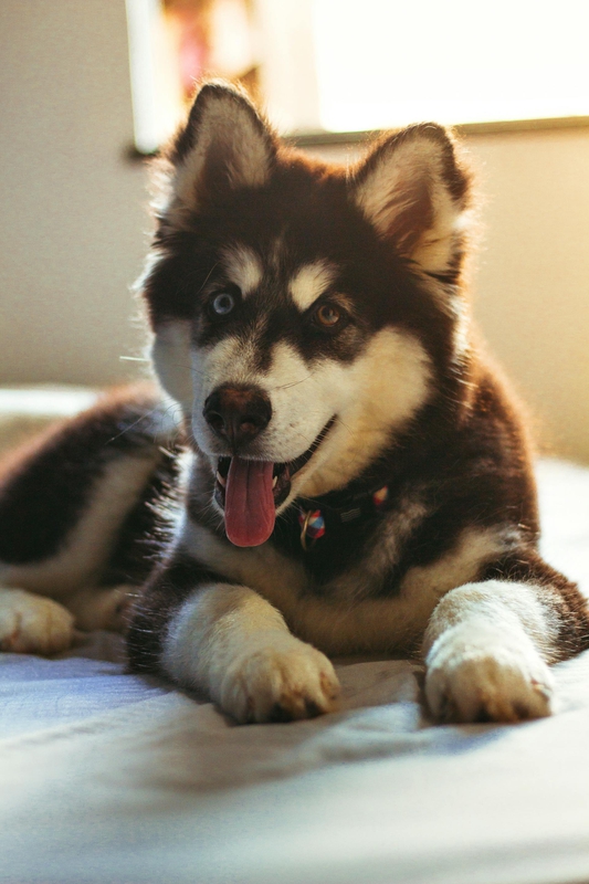 Husky, chó, dog, thú cưng, pet, vật nuôi, domestic animal, động vật, animal, lông, fur, thè lưỡi, tongue out - Lucas Andrade