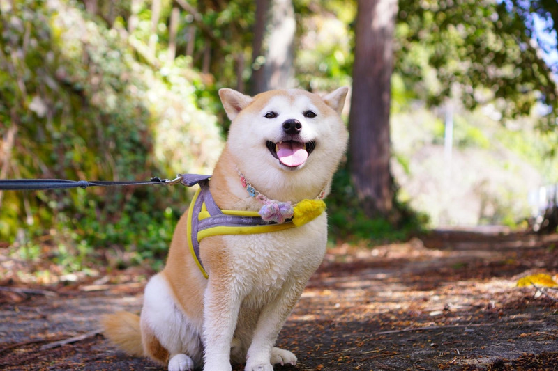 Shiba inu, shiba, chó, dog, cún con, puppy, lông, fur, dễ thương, cute, thú cưng, pet, vật nuôi, domestic animal, động vật, animal, thè lưỡi, tongue out - Makiko Fujimoto 1