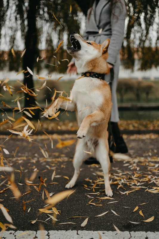 Shiba inu, shiba, chó, dog, thú cưng, pet, vật nuôi, domestic animal, động vật, animal, dễ thương, cute, lá khô, fallen leaves - Maksim Goncharenok 1 1