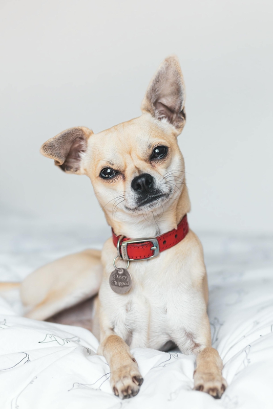 Chó chihuahua, chihuahua dog, chó, dog, thú cưng, pet, vật nuôi, domestic animal, động vật, animal, dễ thương, cute, lông, fur - Mark Arron Smith