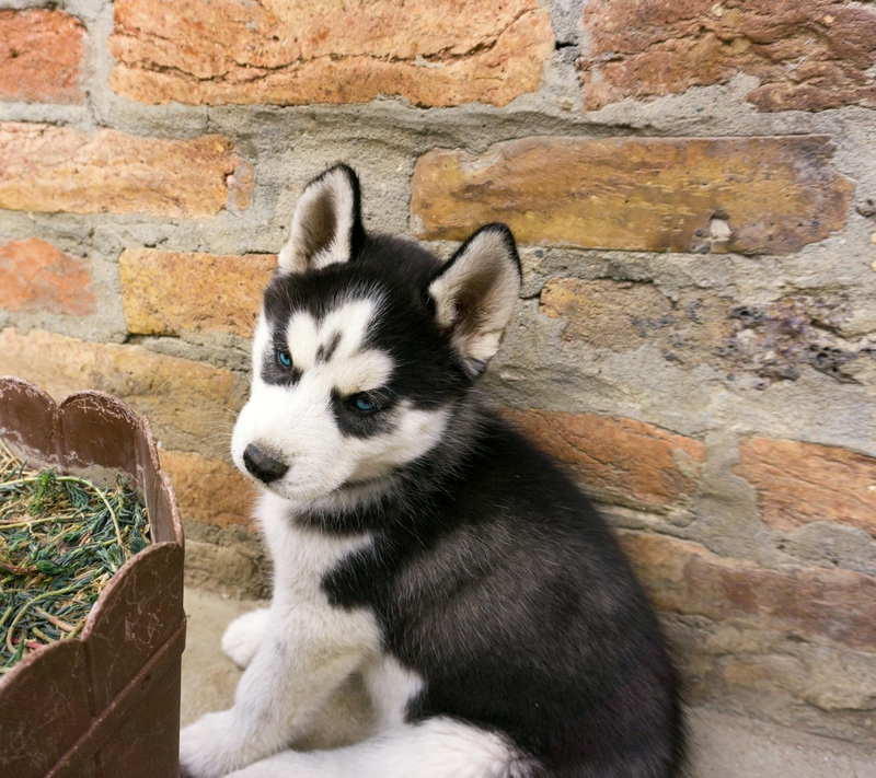Husky, husky con, husky puppy, chó, dog, thú cưng, pet, vật nuôi, domestic animal, động vật, animal, lông, fur - Mihaela Pastiu 1