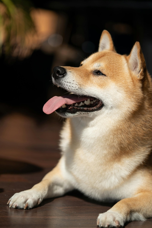 Shiba inu, shiba, chó, dog, thú cưng, pet, vật nuôi, domestic animal, động vật, animal, lông, fur, dễ thương, cute, thè lưỡi, tongue out - mikky k