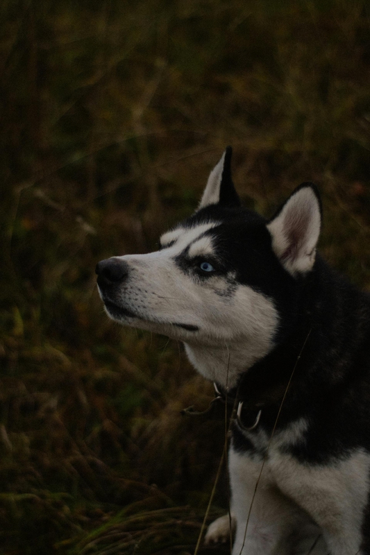 Husky, chó, dog, thú cưng, pet, vật nuôi, domestic animal, động vật, animal, lông, fur, cỏ, grass - Анастасия Быкова