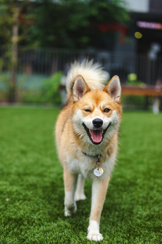Shiba inu, shiba, chó, dog, thú cưng, pet, vật nuôi, domestic animal, động vật, animal, lông, fur, thè lưỡi, tongue out, thẻ tên, name tag - Jeremy Li