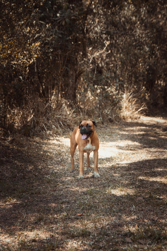 Chó boxer, boxer dog, chó, dog, thú cưng, pet, vật nuôi, domestic animal, động vật, animal, dễ thương, cute, lông, fur - Rodrigo Pereira