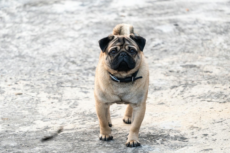 Chó pug, pug dog, chó, dog, thú cưng, pet, vật nuôi, domestic animal, động vật, animal, dễ thương, cute, lông, fur - Rajesh S Balouria