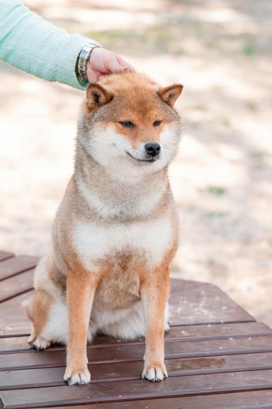Shiba inu, shiba, chó, dog, cún con, puppy, lông, fur, dễ thương, cute, thú cưng, pet, vật nuôi, domestic animal, động vật, animal - Rimma Fattahova