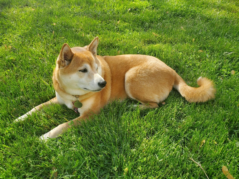 Shiba inu, shiba, chó, dog, thú cưng, pet, vật nuôi, domestic animal, động vật, animal, lông, fur, dễ thương, cute, cỏ, grass - Ryan Furst
