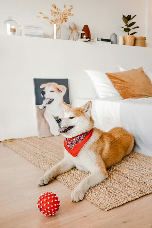 Akita inu, akita, chó, dog, cún con, puppy, lông, fur, dễ thương, cute, thú cưng, pet, vật nuôi, domestic animal, động vật, animal, thè lưỡi, tongue out - Antoni Shkraba Studio