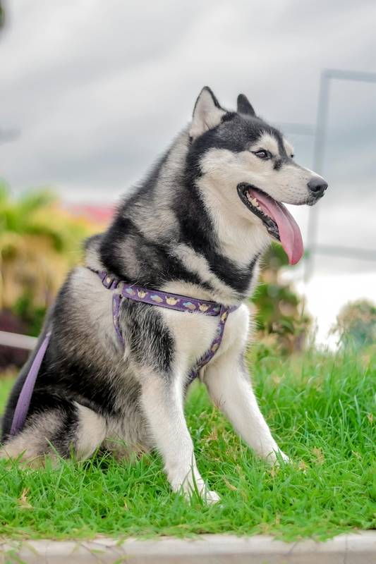Chó husky, husky dog, chó, dog, thú cưng, pet, vật nuôi, domestic animal, động vật, animal, dễ thương, cute, lông, fur - Sir Lodi 1