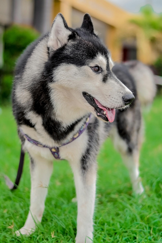 Chó husky, husky dog, chó, dog, thú cưng, pet, vật nuôi, domestic animal, động vật, animal, dễ thương, cute, lông, fur - Sir Lodi