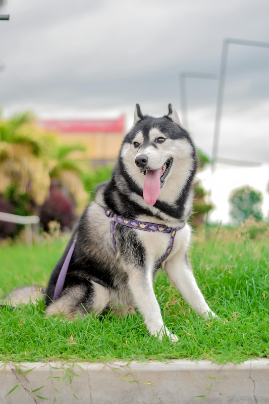 Chó husky, husky dog, chó, dog, thú cưng, pet, vật nuôi, domestic animal, động vật, animal, dễ thương, cute, lông, fur - Sir Lodi 2