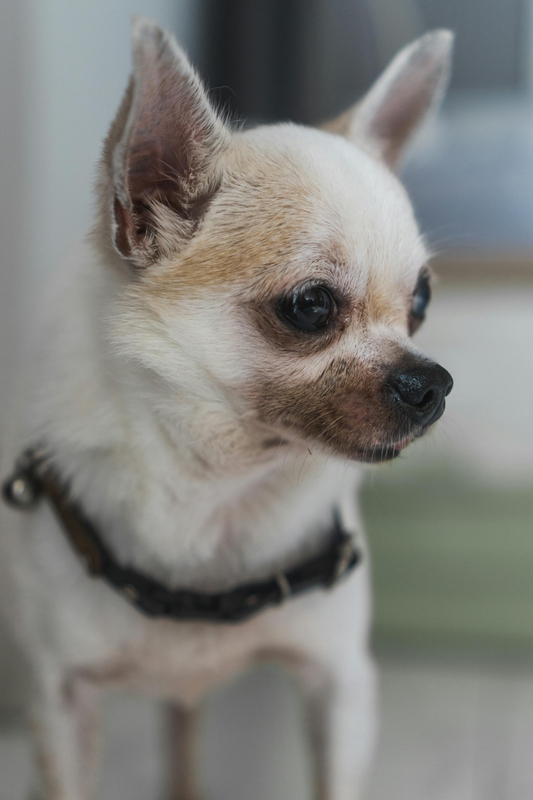 Chó chihuahua, chihuahua dog, chó, dog, thú cưng, pet, vật nuôi, domestic animal, động vật, animal, dễ thương, cute, lông, fur - Stephanie Yolanda
