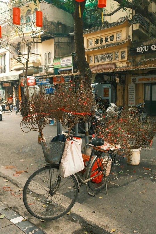 Xe đạp, bicycle, cành đào, peach blossoms, Hà Nội, Hanoi, Việt Nam, Vietnam - Thuan Pham