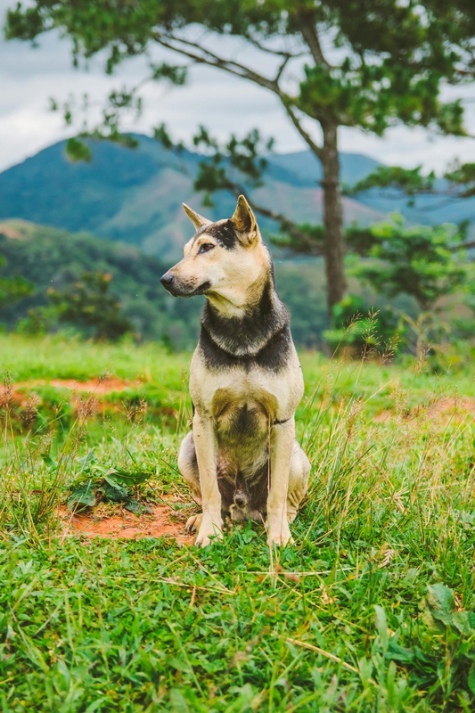 Chó, dog, thú cưng, pet, vật nuôi, domestic animal, động vật, animal, dễ thương, cute, lông, fur, thiên nhiên, nature - Tường Chopper