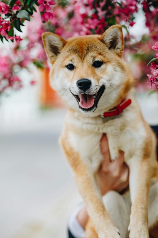 Shiba inu, shiba, chó, dog, thú cưng, pet, vật nuôi, domestic animal, động vật, animal, dễ thương, cute, hoa, flower, thè lưỡi, tongue out - Valeria Boltneva