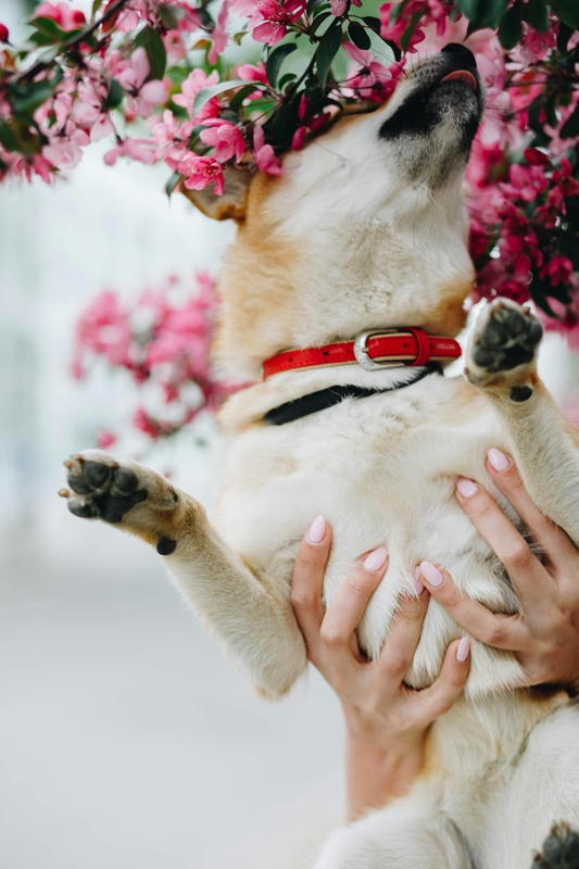 Shiba inu, shiba, chó, dog, thú cưng, pet, vật nuôi, domestic animal, động vật, animal, lông, fur, dễ thương, cute, hoa, flower - Valeria Boltneva