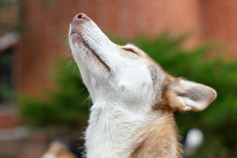 Chó, dog, thú cưng, pet, vật nuôi, domestic animal, động vật, animal, lông, fur - Михаил Крамор