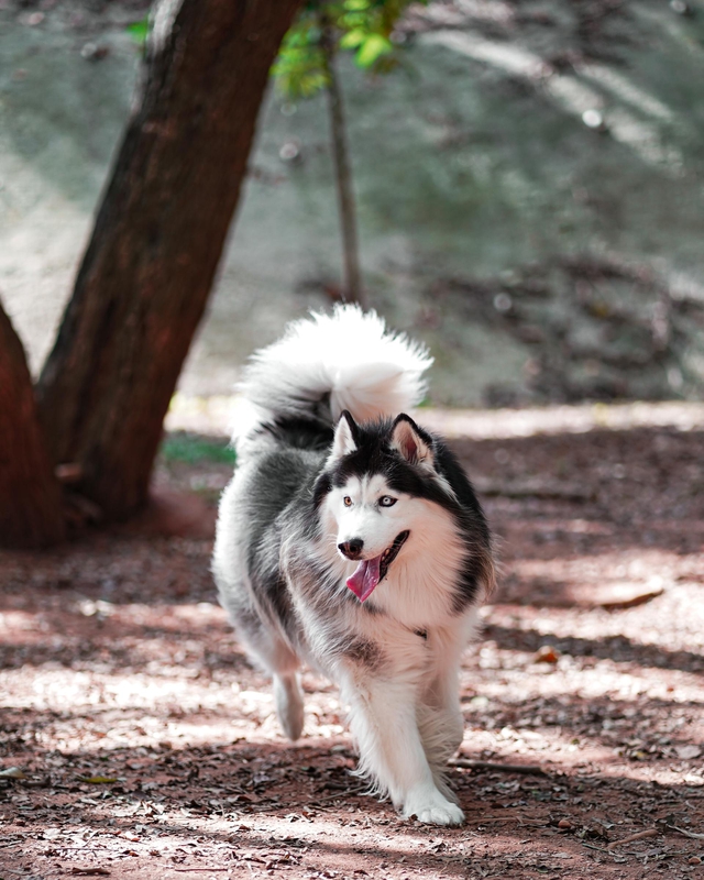 Alaska, alaskan malamute, chó, dog, thú cưng, pet, vật nuôi, domestic animal, động vật, animal, lông, fur, thè lưỡi, tongue out - Wolf Art