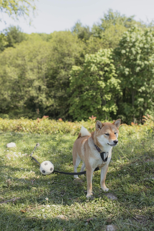 Shiba inu, shiba, chó, dog, thú cưng, pet, vật nuôi, domestic animal, động vật, animal, dễ thương, cute, cây, tree, cỏ, grass, quả bóng, ball - Yaroslav Shuraev