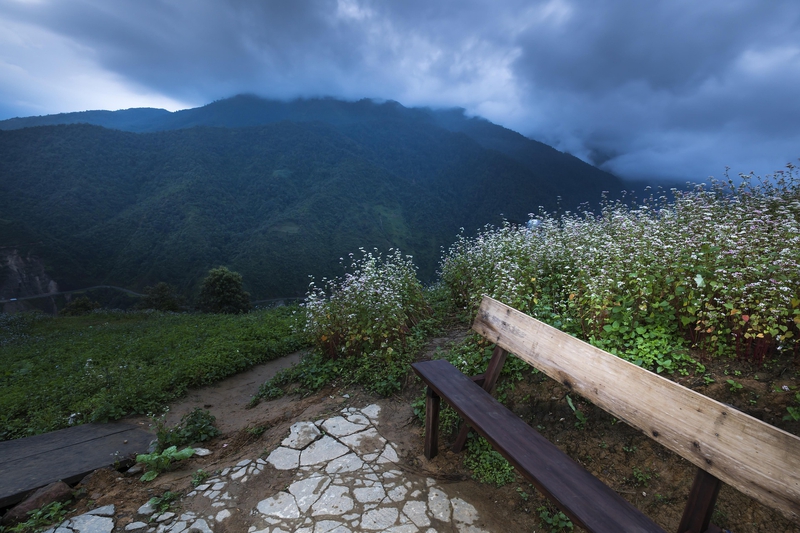 Tam giác mạch, buckwheat flower, núi rừng, mountain, thung lũng, valley, mây mù, cloudy sky- Quangpraha