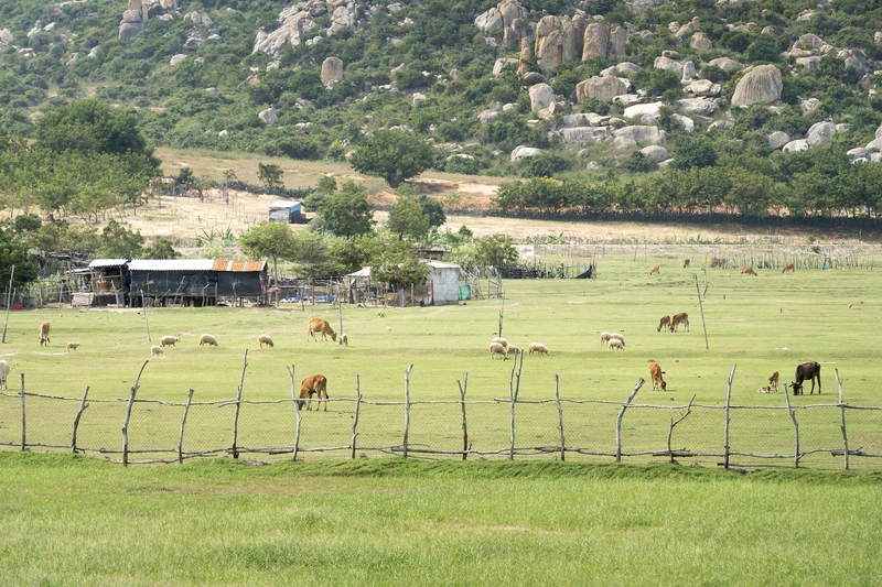 Cánh đồng, núi, đàn bò, bò, Field, mountain, herd of cows, cows- Quangpraha