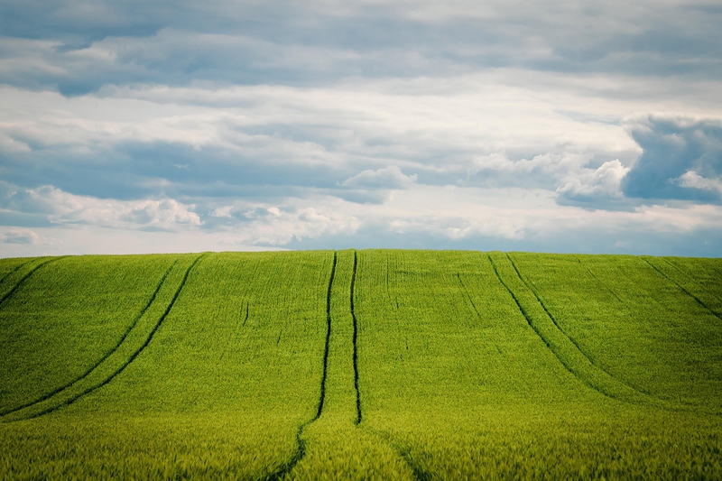 Cánh đồng xanh, green field, bầu trời nhiều mây, cloudy sky, chân trời, horizon, nông nghiệp, agriculture - minka2507