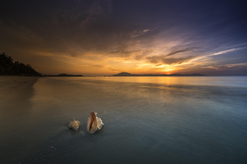 Vỏ ốc, seashell, bãi biển, beach, cát vàng, yellow sand, sóng biển, sea wave - Quangpraha 4