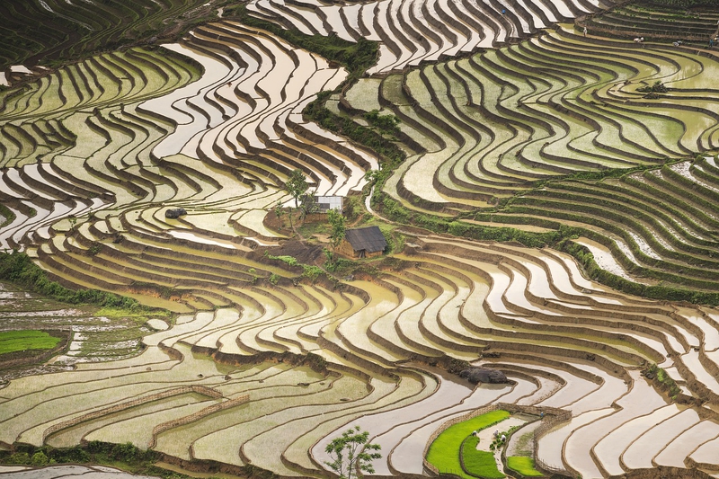 Ruộng bậc thang, terraced fields, lúa, rice, núi rừng, mountains- Quangpraha 5